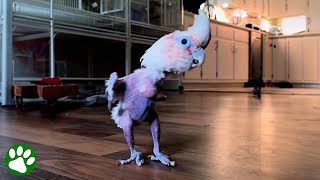 Rescued parrot loves to dance [upl. by Beverie237]