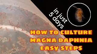 How to Culture Magna Daphnia Easily [upl. by Eelrebmyk]