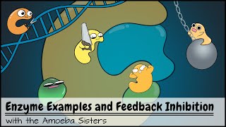 Enzyme Examples CofactorsCoenzymes Inhibitors and Feedback Inhibition [upl. by Ellessig]