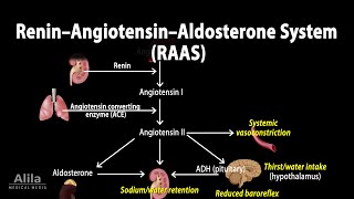 The Renin–Angiotensin–Aldosterone System RAAS Animation [upl. by Enedan536]