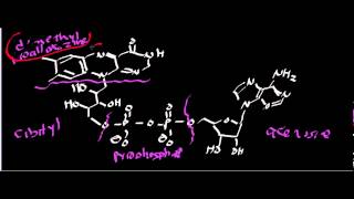 Biochemistry  Succinate Dehydrogenase Complex II [upl. by Yrennalf31]