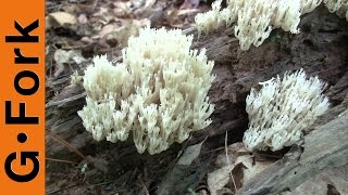 Edible Mushroom Identification  Coral Mushroom  GardenFork [upl. by Akcemat]