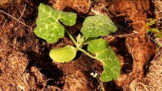 Germinar y plantar calabaza confitera Tutorial huerta 🌲🍒 [upl. by Namreh]