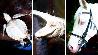 23 Albino Animals That Have Rarely Ever Been Seen [upl. by Kaiulani]