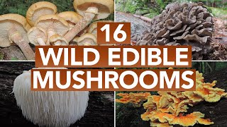 16 Wild Edible Mushrooms You Can Forage This Autumn [upl. by Lauren]