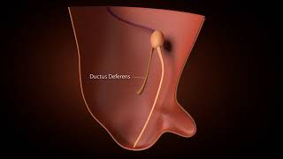 Development of inguinal Canal [upl. by Fran]