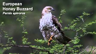 Buzzard  European Honey Buzzard  Bird Call Birdsong [upl. by Alexa]