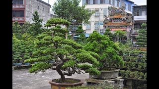 Podocarpus Are A Perfect Bonsai For Beginners [upl. by Manda]