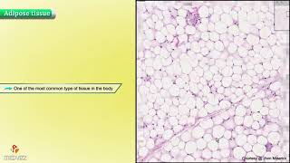 Fatty Acid Synthesis Pathway Overview Enzymes and Regulation [upl. by Tibbitts]