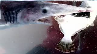 Mysterious goblin shark strange eating behavior [upl. by Ynej]