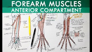 Forearm Muscles  Anterior Compartment  Anatomy Tutorial [upl. by Chilt]