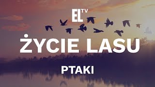 Życie lasu – ptaki film przyrodniczy [upl. by Yhtomot]