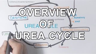 Overview of UREA CYCLE [upl. by Rehptsirhc]