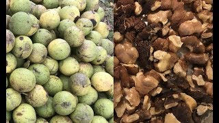 Black Walnut Harvesting From Start to Finish [upl. by Noella813]