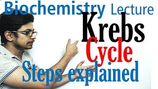 Krebs cycle [upl. by Ita]