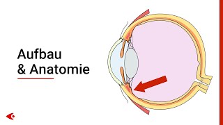 Das Auge  Aufbau und Anatomie [upl. by Dinsdale]