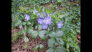 Transplanting Ground Cover [upl. by Sidwell]