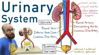 Urinary System  Structure Function Plastinated Kidney and Bladder 3D Model [upl. by Luigi]