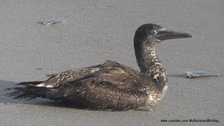 Northern Gannet Juvenile On the Beach [upl. by Schalles]