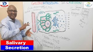 Gastrointestinal Secretion – 1 Salivary [upl. by Grania]