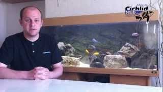 Starter Mbuna List for the Beginner  African Cichlids  Mbuna [upl. by Ecnerrat]