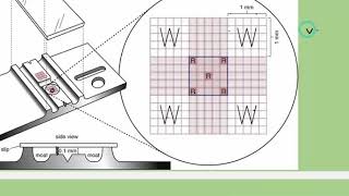 WBC COUNTING BY HAEMOCYTOMETER Leukocytes  White Blood Cells  Immune System [upl. by Cordell]