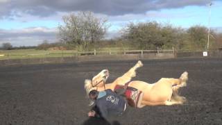 Horse falling over on command [upl. by Sainana]