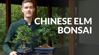 Chinese Elm Bonsai care Ulmus [upl. by Izmar]