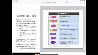 Bacteria Urinary Tract Infections [upl. by Rae]