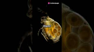 How to culture Daphnia for your Aquarium [upl. by Rustin]