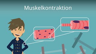 Muskelkontraktion einfach erklärt [upl. by Minta676]