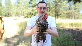 My Chickens Are Gyroscopic  Chicken Head Tracking Experiment [upl. by Eboj]