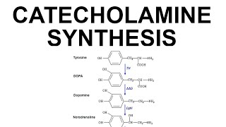 Catecholamine Synthesis [upl. by Nauqit929]