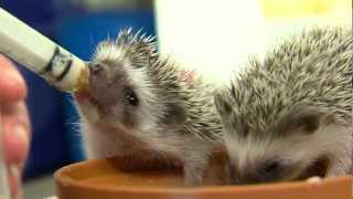 Cutest Baby Hedgehogs Ever  Cincinnati Zoo [upl. by Ayocal294]