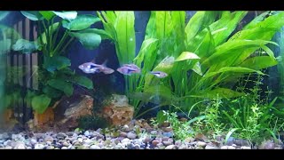 How To Breed Harlequin Rasboras [upl. by Alejo]