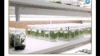 Tissue culture lab [upl. by Valleau]