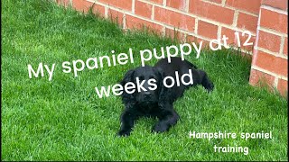 Training my spaniel in the first 12 weeks [upl. by Tips540]