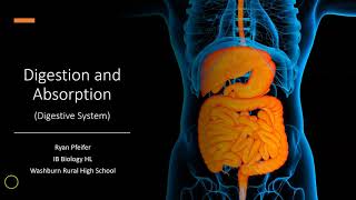 Digestion and Absorption  Digestive System [upl. by Evoy]