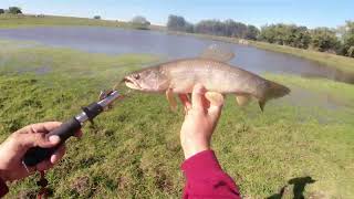 Pesca de tarariras en INVIERNO 🥶 ¿ Como pescarlas  🎣 [upl. by Elimay197]