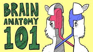 BRAIN ANATOMY BASICS In Rhyme [upl. by Koffman]