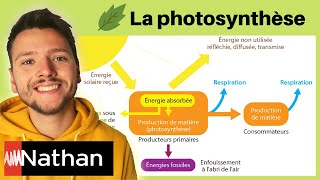 exercice La photosynthèse  étude de document  Enseignement Scientifique  Première [upl. by Caryn]