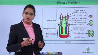 Class10th – Primary and Secondary Meristem  Anatomy of Flowering Plant Hindi  Tutorials Point [upl. by Glogau597]