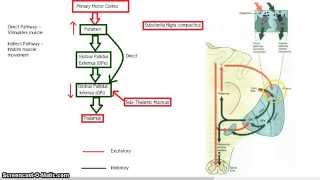 The Basal Ganglia  Direct and Indirect Pathway [upl. by Arak]