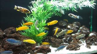 MBUNA IN THE AQUARIUM Tips and Advice for Selecting Fish and Keeping Mbuna Cichlids [upl. by Nancee]