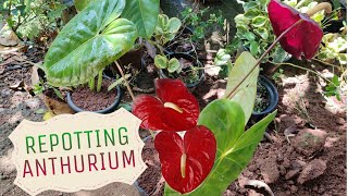 How to Repotting Anthurium plants  Anthurium plant care [upl. by Birecree]