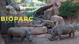 BIOPARC VALENCIA 4K [upl. by Nonnahsed798]