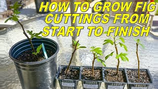 How To Root Fig Cuttings From Start To Finish [upl. by Sirovart]