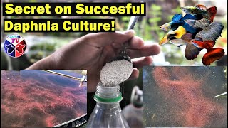 How to Culture Daphnia Successfully [upl. by Dulci]