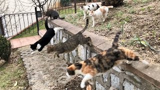 Parkour Cats in Slow Motion [upl. by Lertsek]