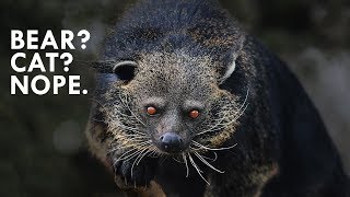 Binturong The Bearcat that is Neither Bear nor Cat [upl. by Yasmine]